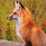 1bubbles's profile picture