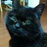 ただの黒猫 profil fotoğrafı