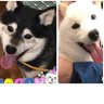 オムライス 的头像