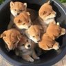 トシ's profile picture