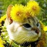 Noobventor's profile picture