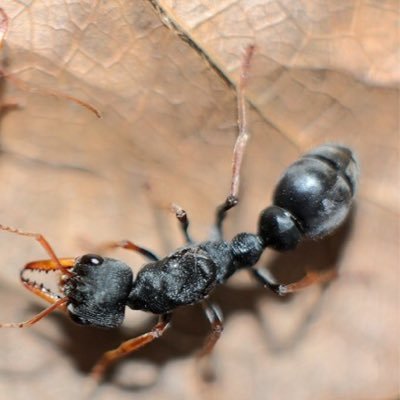 Ant Museum's profile picture