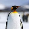 PatrioticPenguin🇩🇪🇻🇦's profile picture