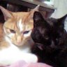 ノダミサキMisakiNoda🐈⬛音楽ライブ垢🇯🇵🐈🇭🇰🎄🇺🇸's profile picture