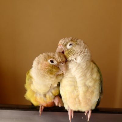のののあ's profile picture