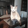 Chikuwa profil fotoğrafı
