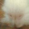thmonk's profile picture