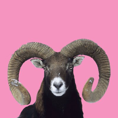 cornulda's profile picture