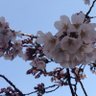 ふぇりち 的头像