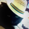 ハッカ猫 的头像