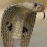 Kobra profil fotoğrafı