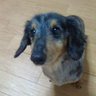 ゆーつー's profile picture