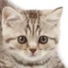 速報中尉 profil fotoğrafı
