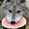 Ordingandr's profile picture