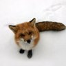Skaarr's profile picture