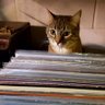 Фото профиля CatDad Records