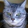 Profilbild von ショコラ