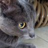 Bichomalo😻🐾🐾's profile picture