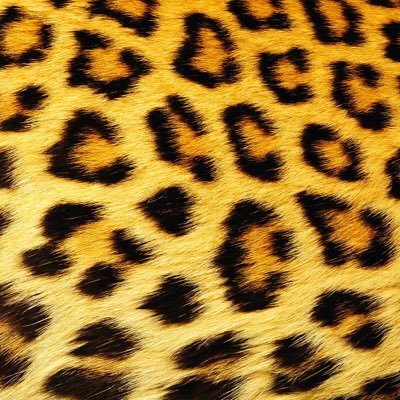 Elettra Lamborghini's profile picture