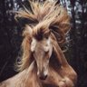 abu mohammed's profile picture