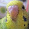 インコ王's profile picture