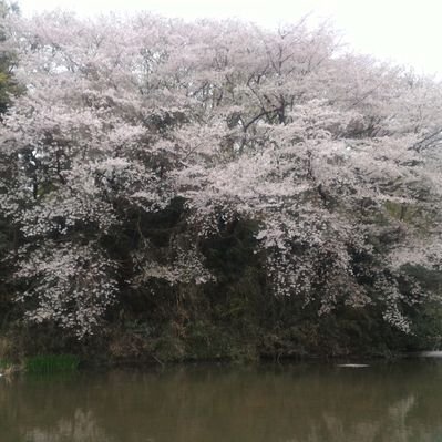 希流's profile picture