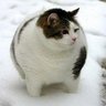 あしゅ@サヨは選挙惨敗で悔しい？ profil fotoğrafı