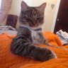 Cat_OTC 的头像