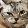 Фото профиля まったり舎(ゃ)🐈⬛