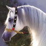 Фото профиля NasriSami9