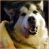 Profilbild von Maggie Blackbird