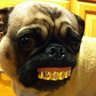 Schniddi's profile picture