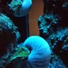 Фото профиля 蓮