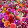 Фото профиля Cecilia Leckie