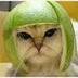 Tofu Joe's profile picture