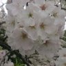 Profilbild von 桜日和