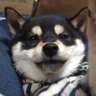 きすけ//豆柴 的头像