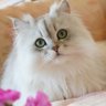 猫田☆ゆみ's profile picture