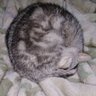 音呼 profil fotoğrafı