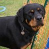 abigbark's profile picture