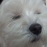 Rick Cole's profile picture