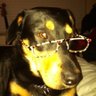 Iluv4dogs's profile picture