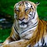 ted_e_tigers profil fotoğrafı