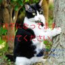 Masashi profil fotoğrafı