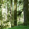 Forest Forth 的头像