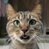 Кот Давинчи profil fotoğrafı