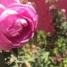 Lubnah profil fotoğrafı