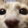 きりな profil fotoğrafı
