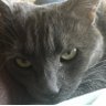 Stacey Kirsh's profile picture