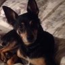 Vivian Lane's profile picture